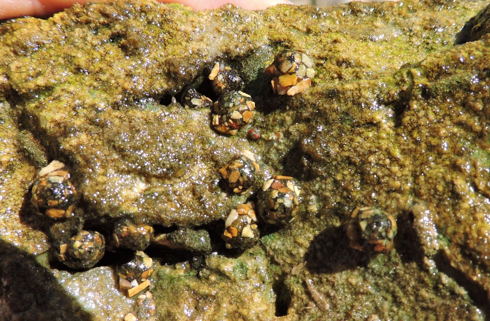Springfield Plateau Caddisfly Larvae
