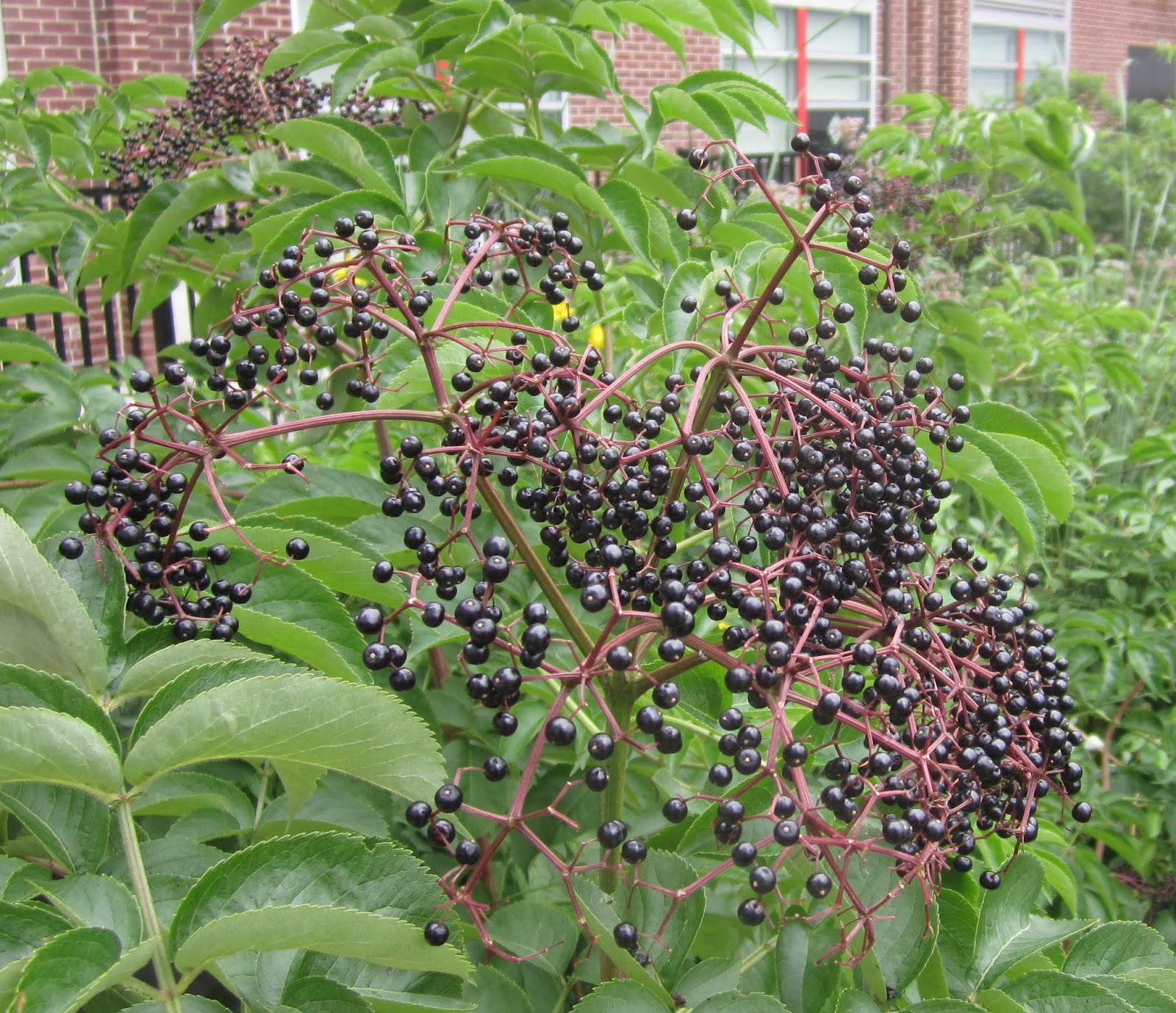 Princeton Nature Notes Elderberry Season