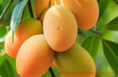 11 Tafsir Mimpi Memetik Buah Mangga Menurut Erek Erek 2d 3d 4d Tafsir Erek Erek 11 Tafsir Mimpi Memetik Buah Mangga Menurut Erek Erek 2d 3d 4d Tafsir Erek Erek