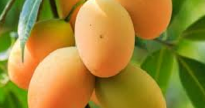 14+ Mimpi Memetik Mangga 2d