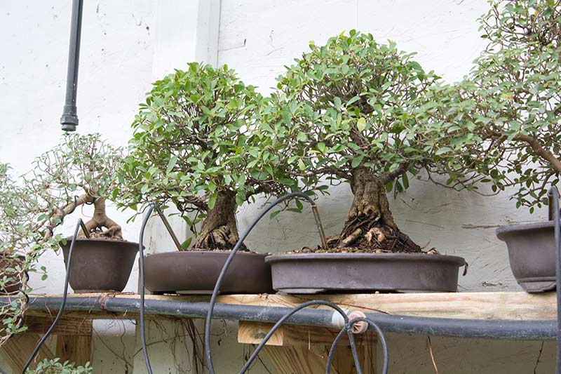 Walter Pall Bonsai Adventures Meeting Hank Miller the master of fused