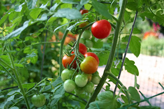 Tomatoes Farming for Business