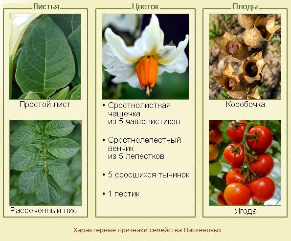 Особенности строения пасленовых. Особенности строения пасленовых