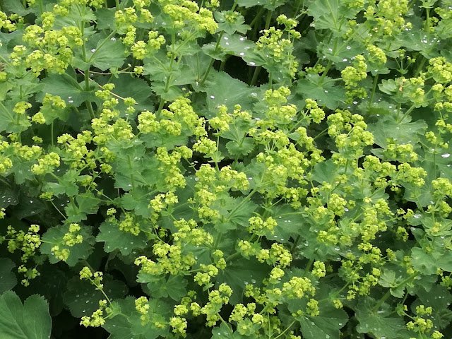 alchemilla mollis