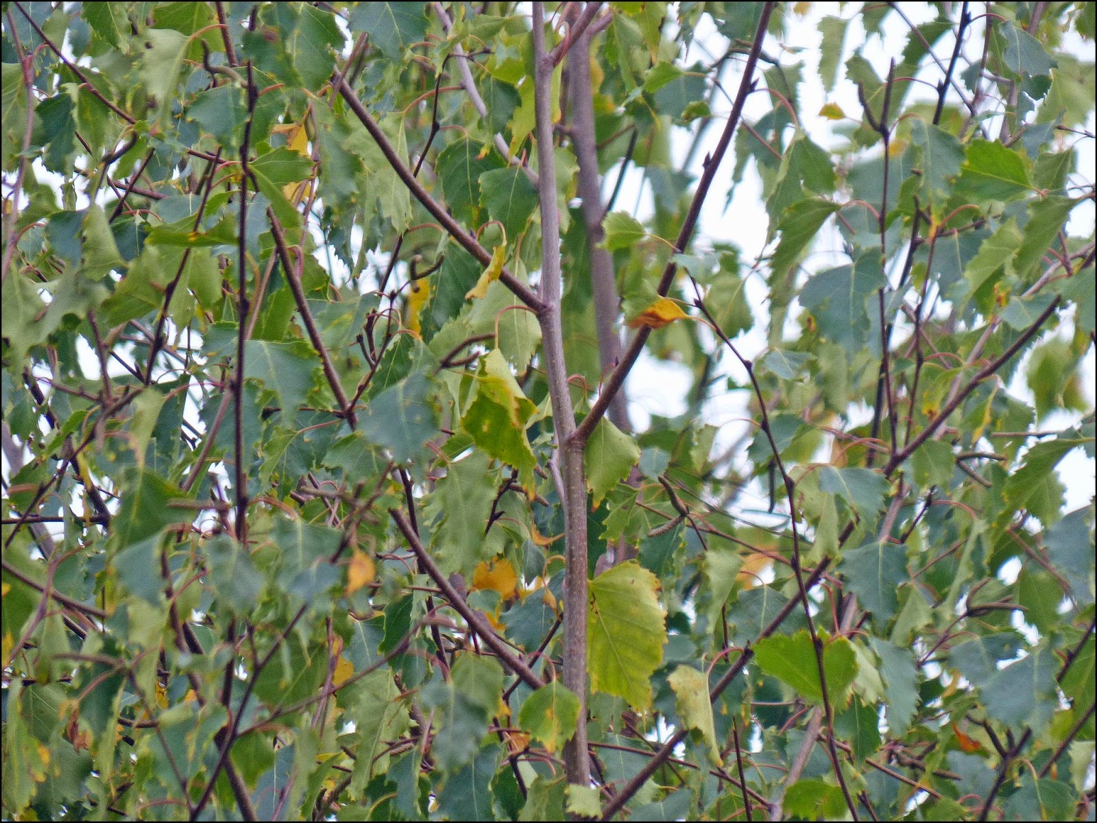 Wild and Wonderful Tree Following Silver Birch in November