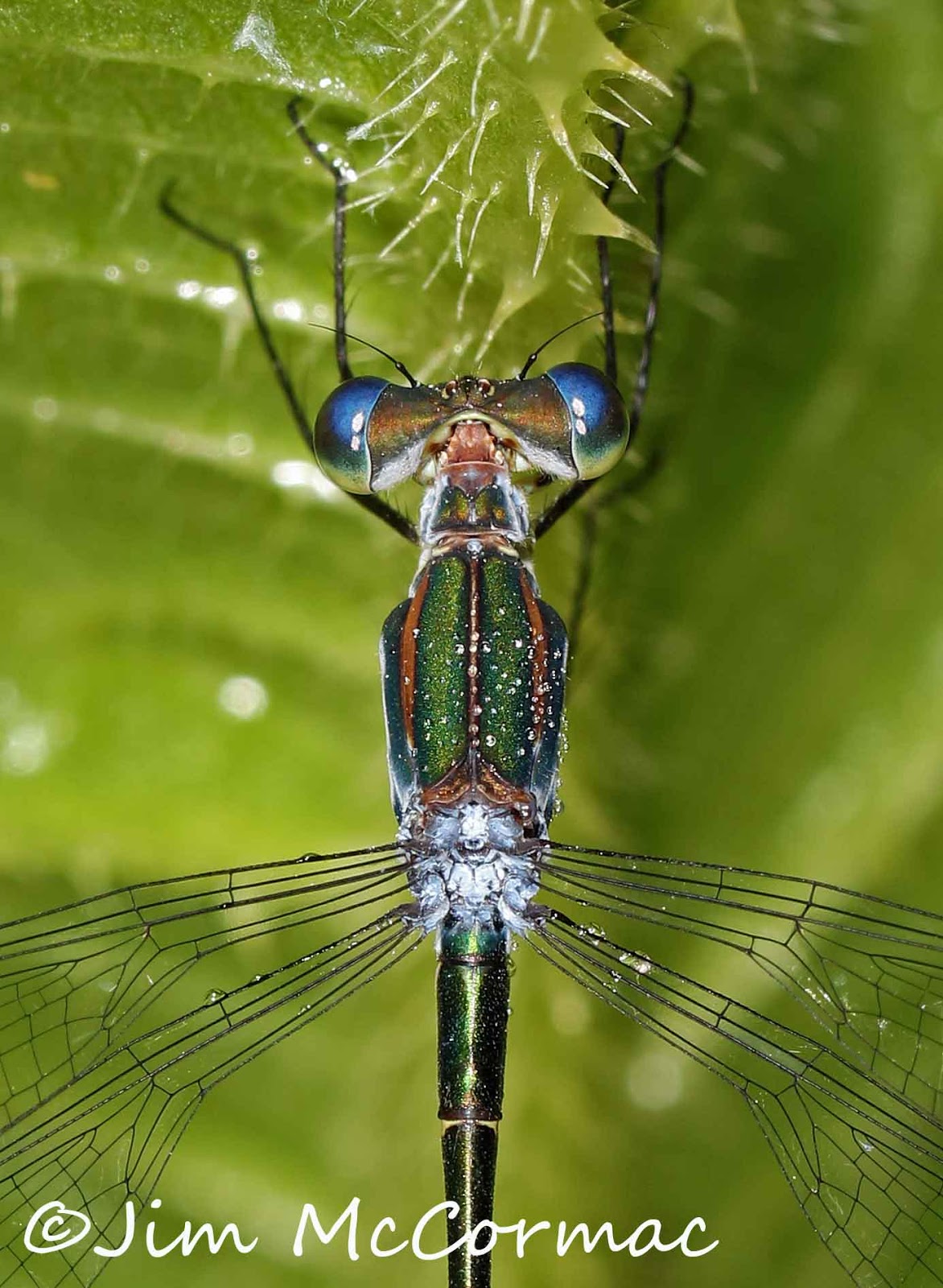 Ohio Birds and Biodiversity: Some cool bugs!