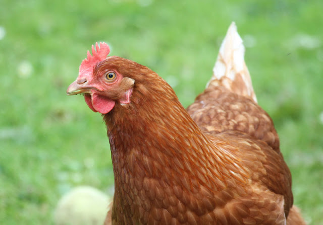 Learning to clicker train a chicken reveals their intelligence and personalities, and influences attitudes to the idea of chickens experiencing emotion