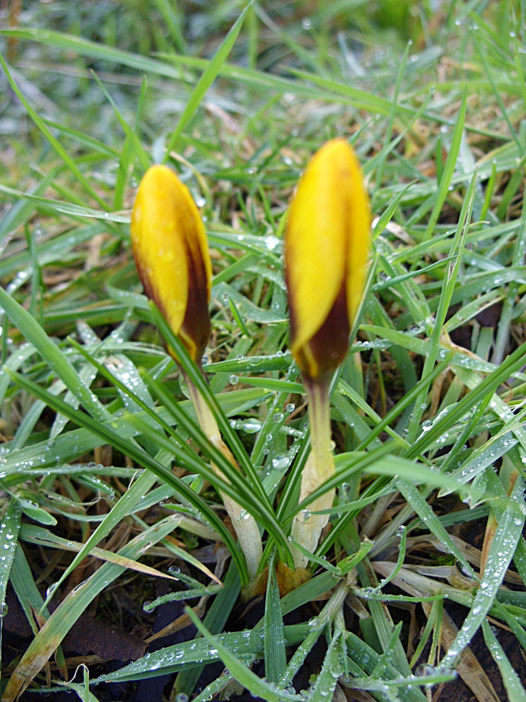 Kelli's Northern Ireland Garden Crocus and 1st Daffodil