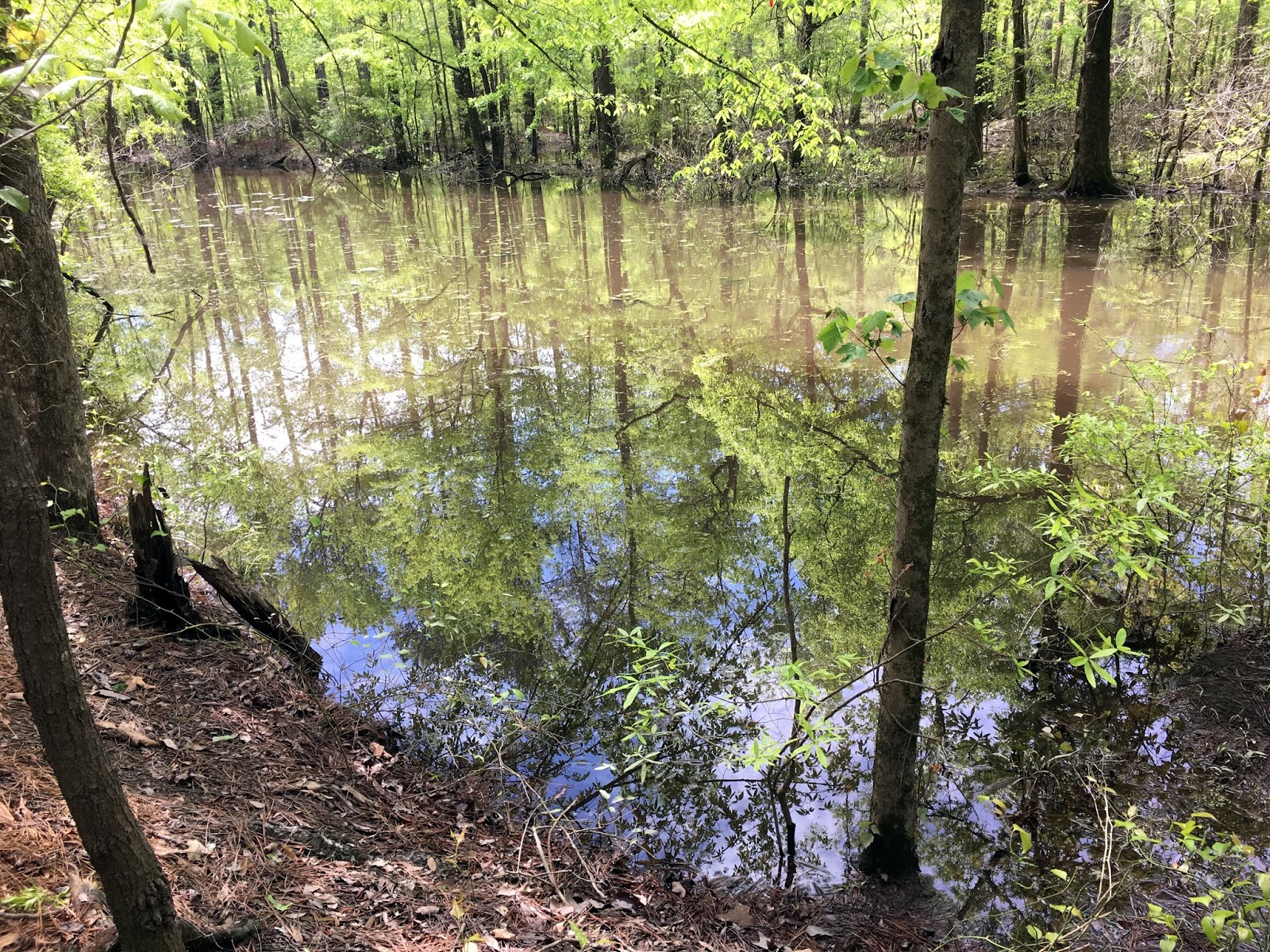 what is an immediate cash advance on a credit card