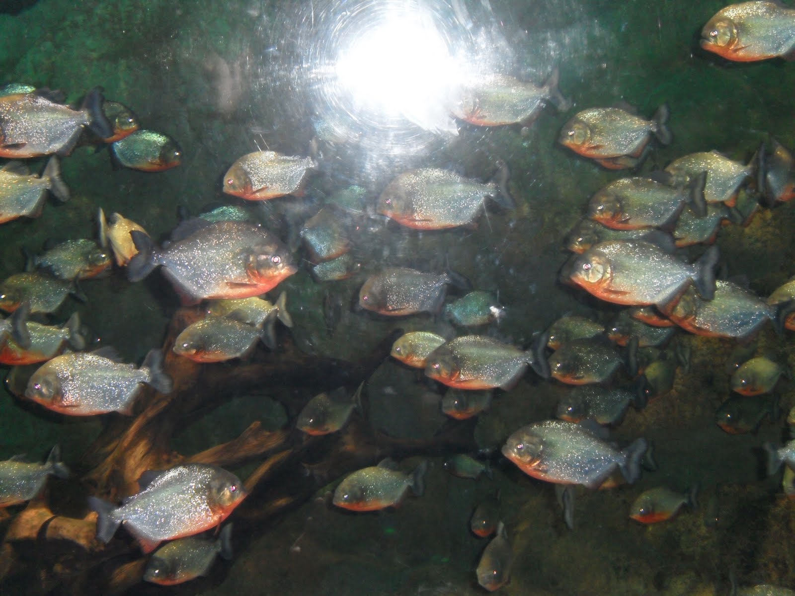 güzel şeyler: turkuazoo ve forum istanbul