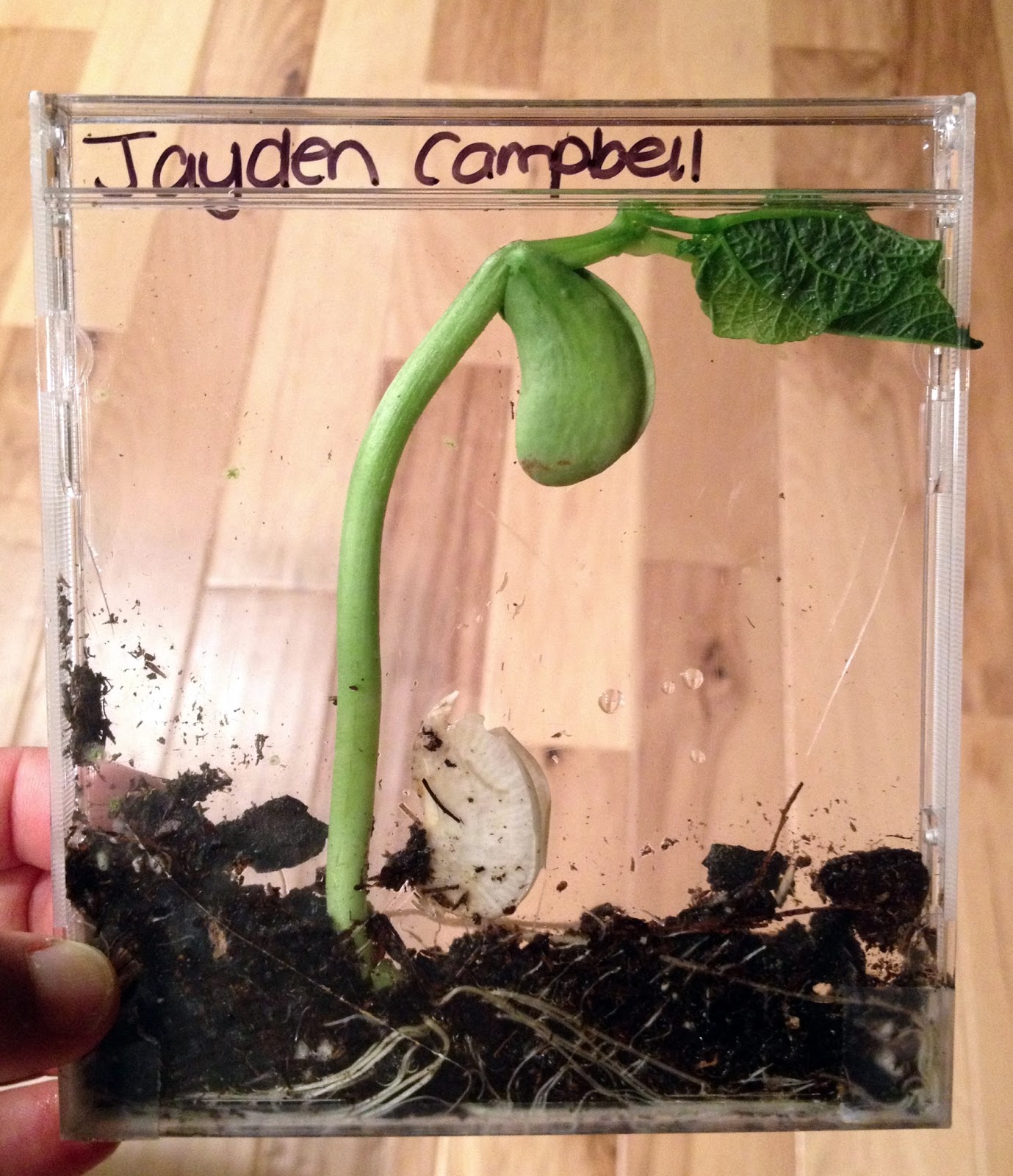 Healthy Isn't Boring Magic Beans!