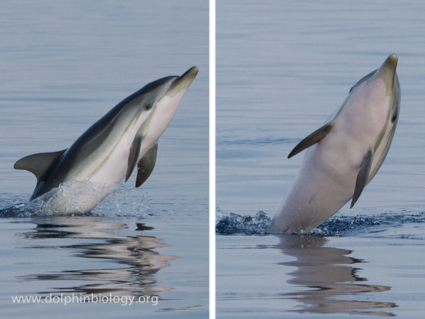 Dolphin Biology and Conservation: Striped dolphin with unusually ...