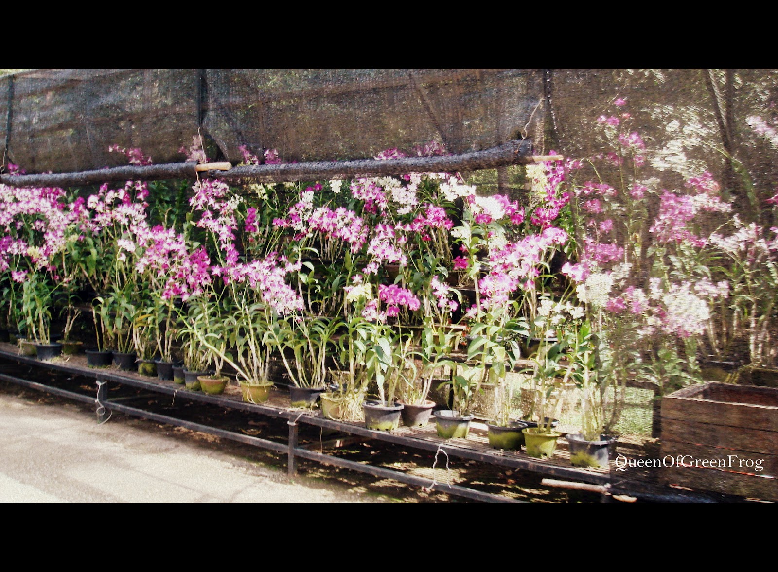 QueenOfGreenFrog Botanical Garden, Melaka