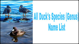 North American duck name list