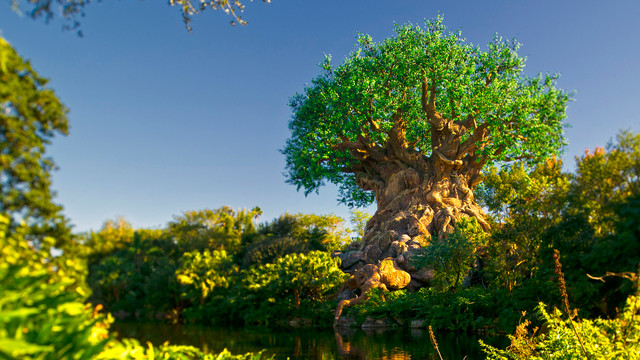 Disney Avenue: Why You Should Get Up Early For Animal Kingdom