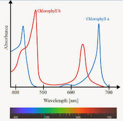 photosynthetic action spectrum