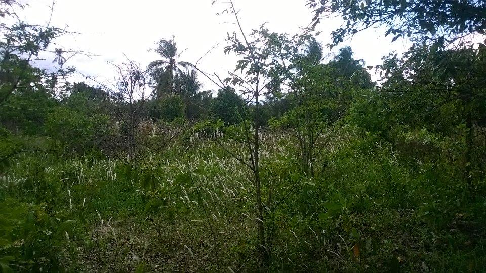 River front land for sale, perfect option for resort, Bungalow or