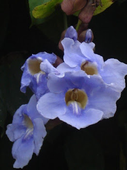 Morning Glory Flowers