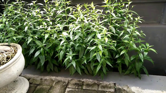 Jangan Anggap Remeh Penyakit Liver, Kenali Gejala Penyakit ini Sebelum Parah