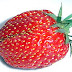 Manfaat Buah Strawberry untuk Diabetes Melitus