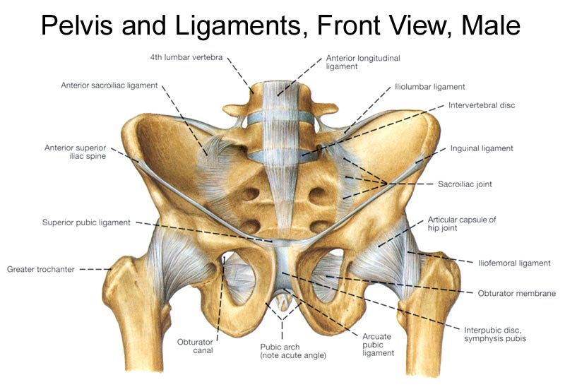modulo de anatomia: PELVIS