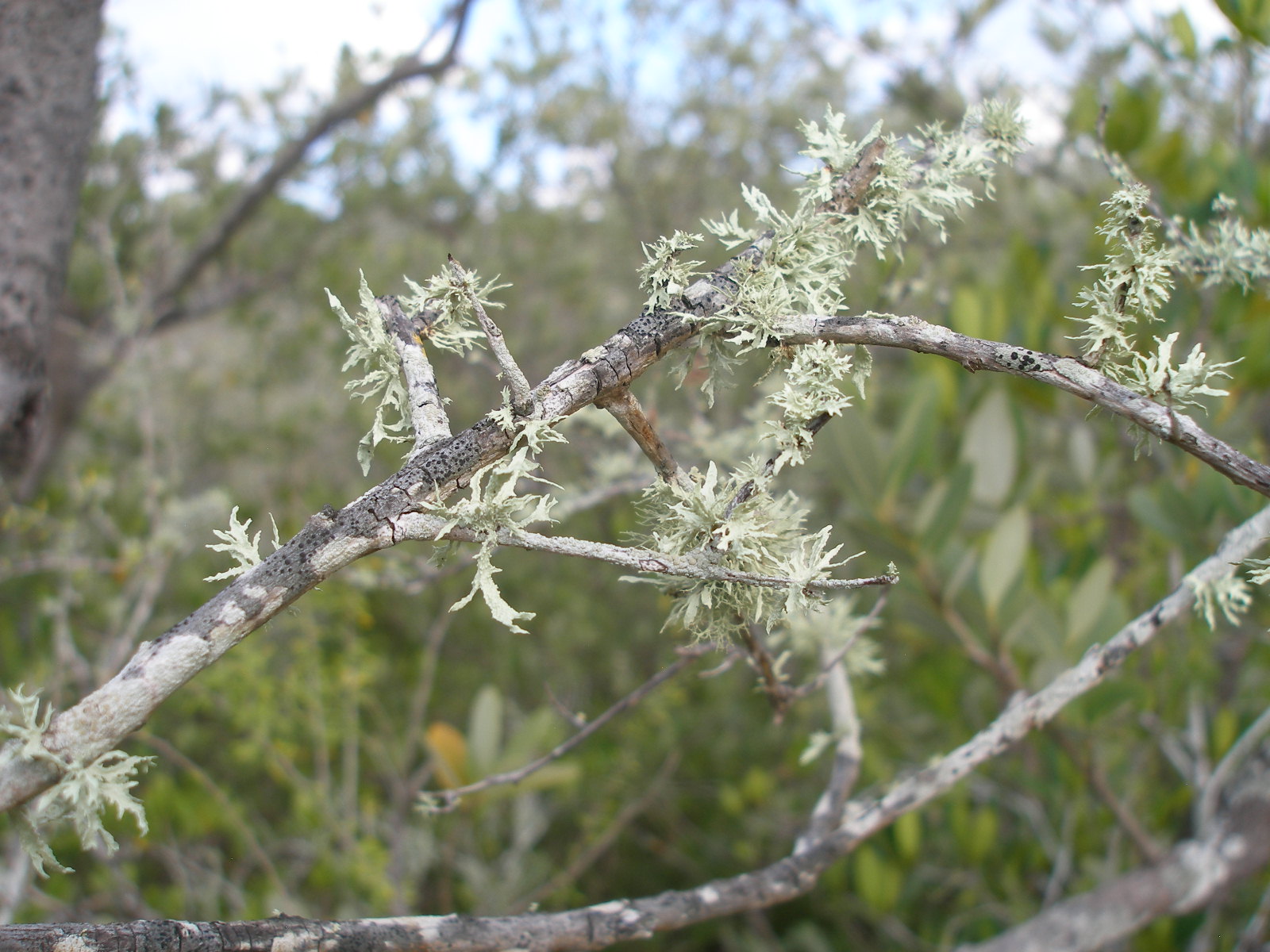 Report from the Florida Zone: Lichen of Leffis Key