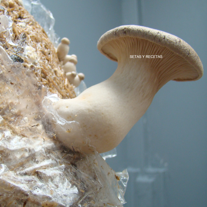 Setas y Recetas Pleurotus eryngii
