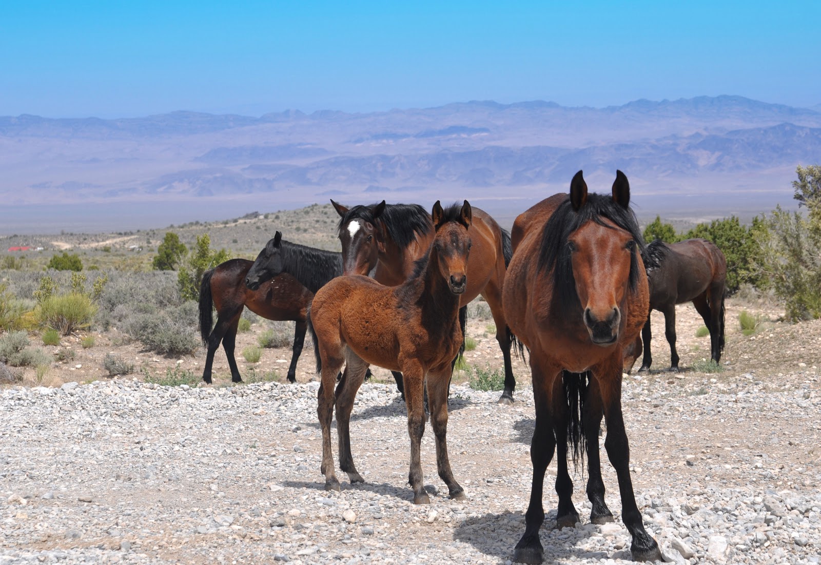 A Desert Wildflower Wild Horses at Cold Creek, Nevada