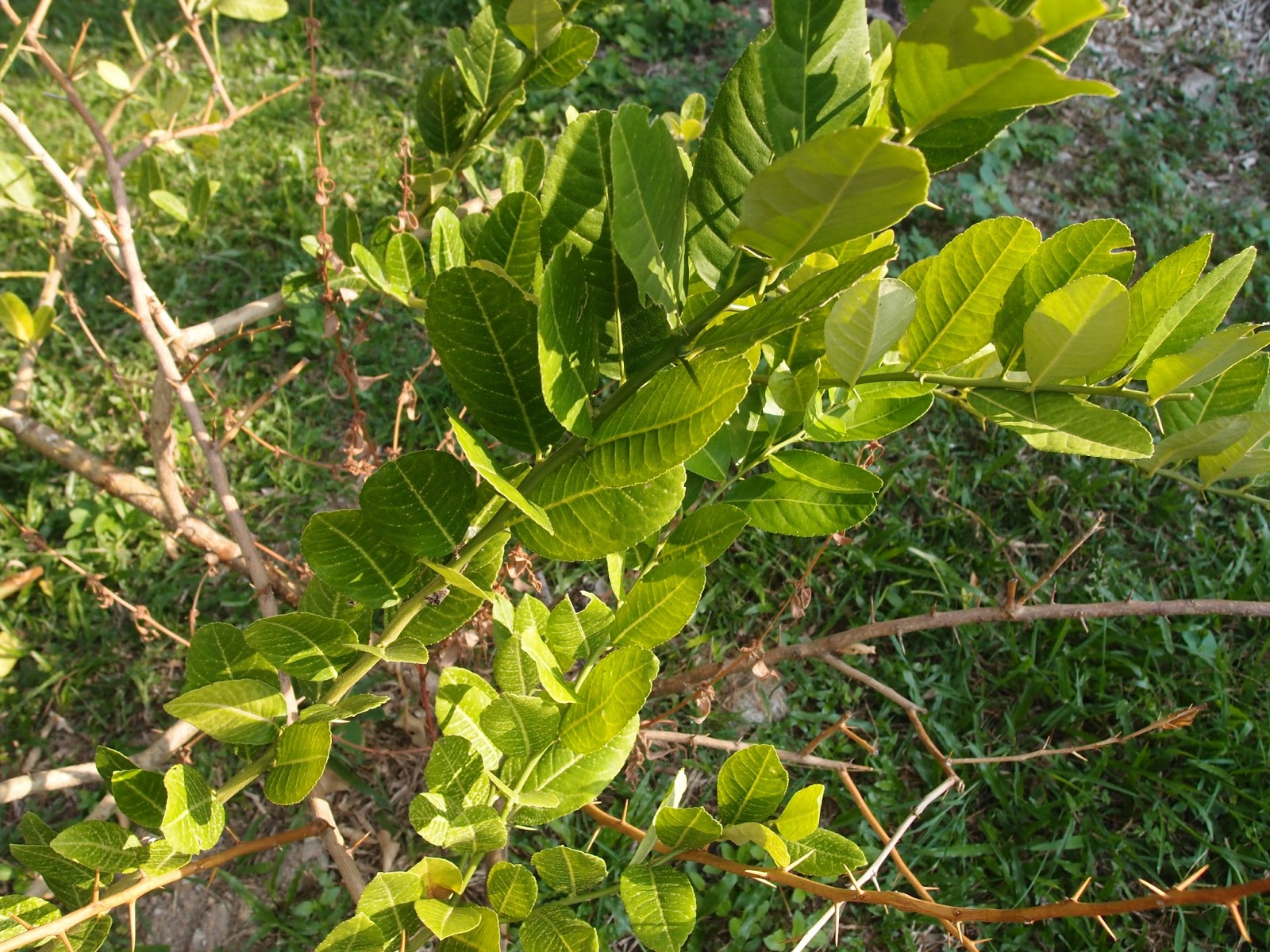 Xing Fu USES OF LEMON LEAVES AS HERBAL CURE