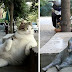 Tombili Si Kucing Viral Mati, Turki Bina Tugu Peringatan