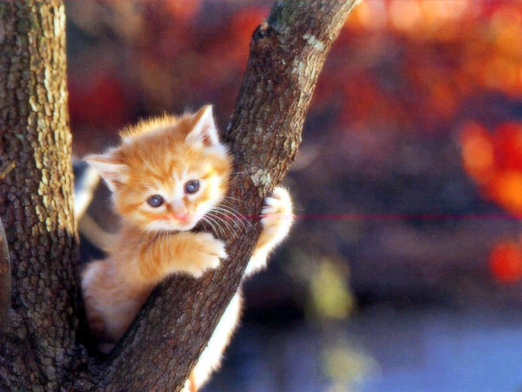  CATS  HD WALLPAPERS  HD WALLPAPERS 