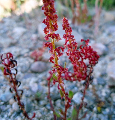 Acedera de lagarto (Rumex bucephalophorus) flor silvestre roja
