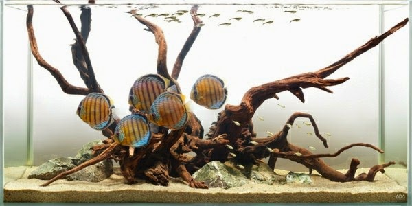 Use aquarium as a room divider – 26 examples.