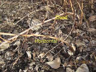 raspberry pruning download raspberry pruning download
