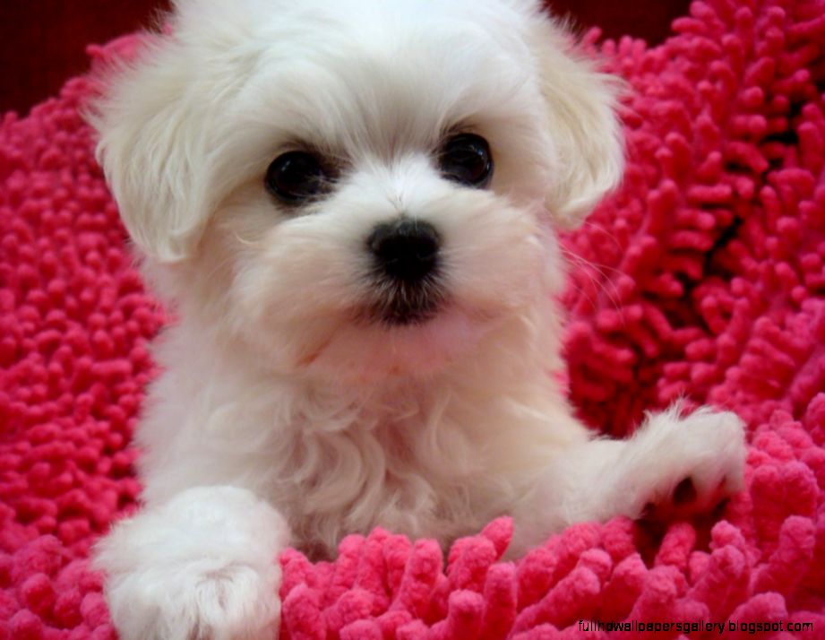 Five Cute Names for Small White Dog Breeds   Dog Breeds Puppies