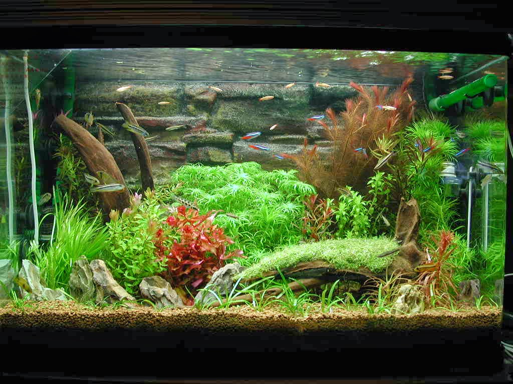 aquascape indonesia aquascape gallery foto