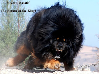 Tibetan Mastiff - The Return of the King, Tibetan Mastiff Videos, Tibetan Mastiff Angry