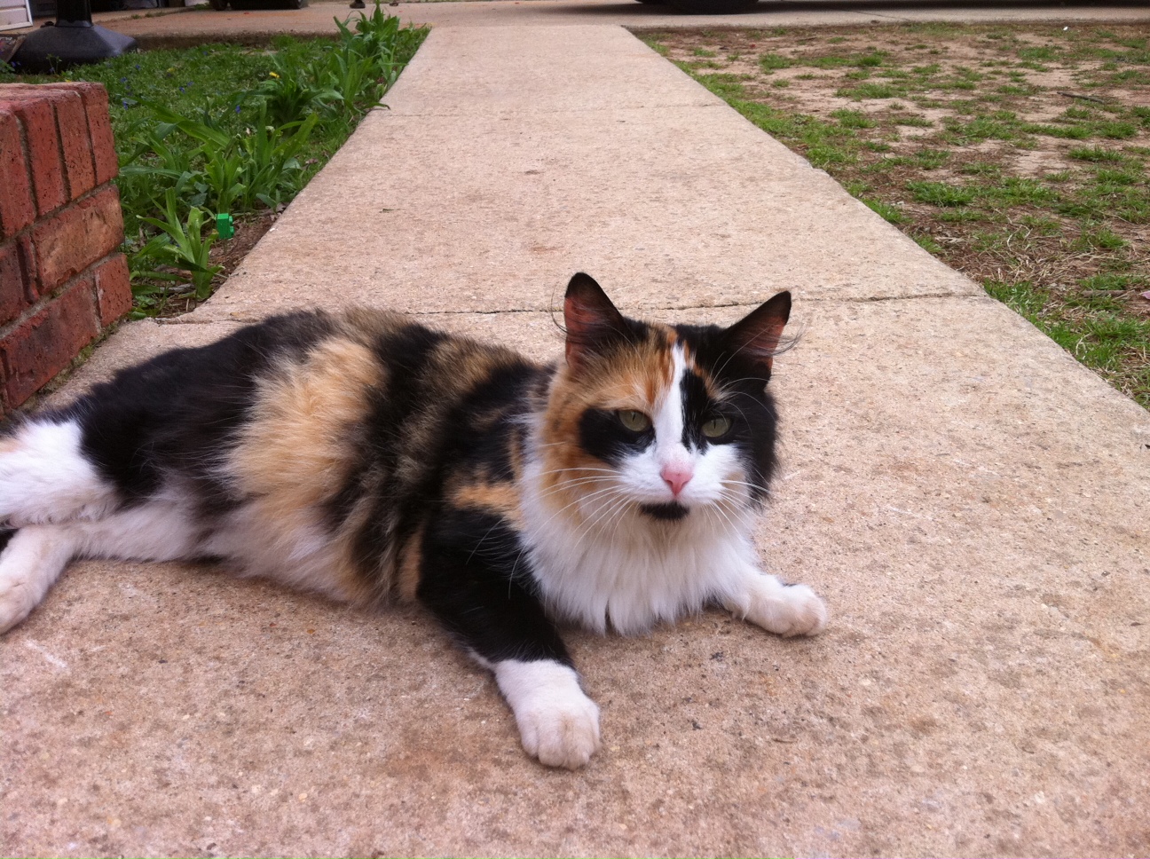 calico cat