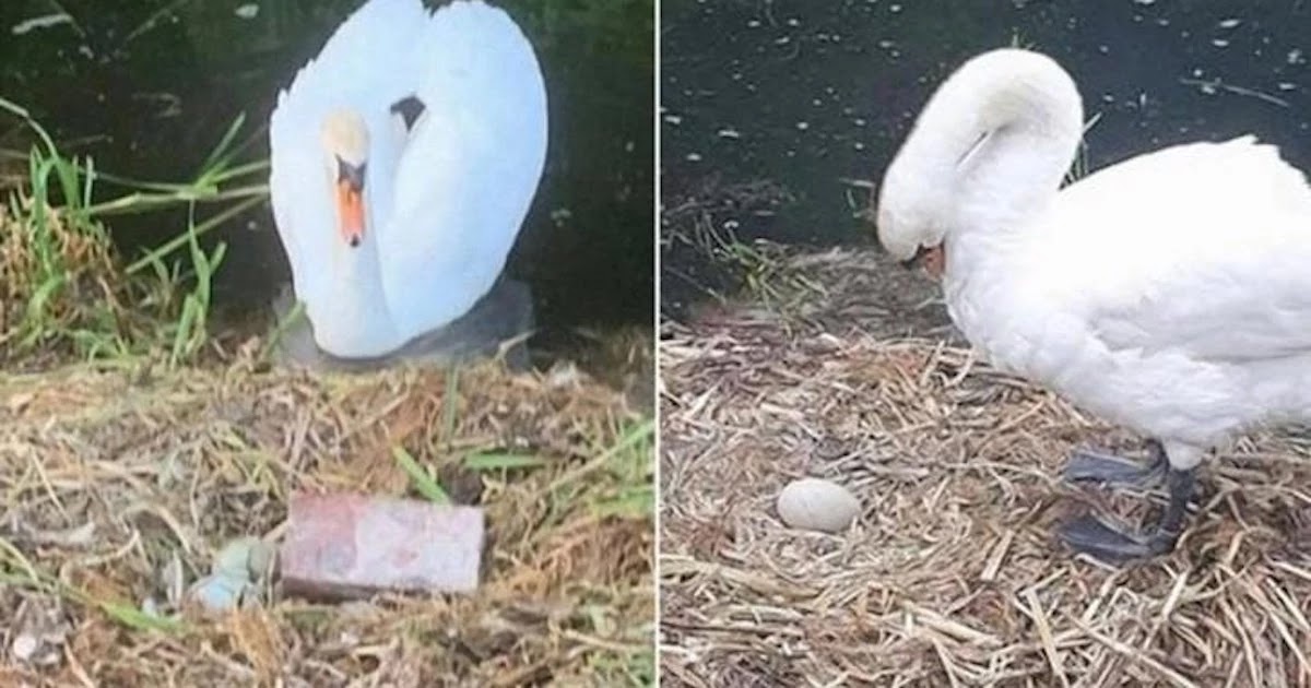 Mother Swan Dies In Manchester After Vandals Kill Her Unborn Cygnets Smashing Her Eggs With Bricks