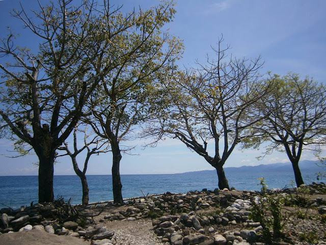 WOLU, negeri di pantai, terletak di pulau Ceram bagian selatan Provinsi Maluku
