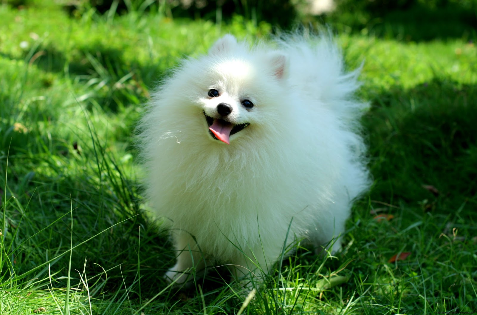 White Pomeranian Puppy