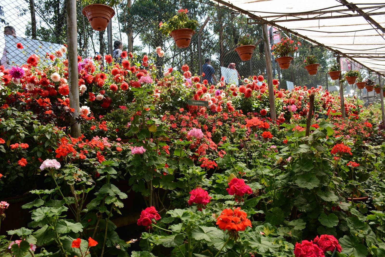 Our Travel Tales Flower garden, Munnar