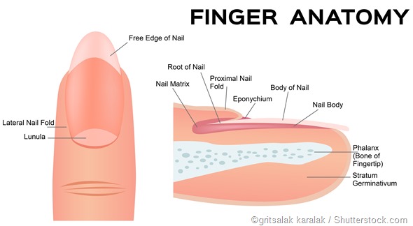 My Nail Growth Journey MariMynxx my-nail-growth-journey-marimynxx