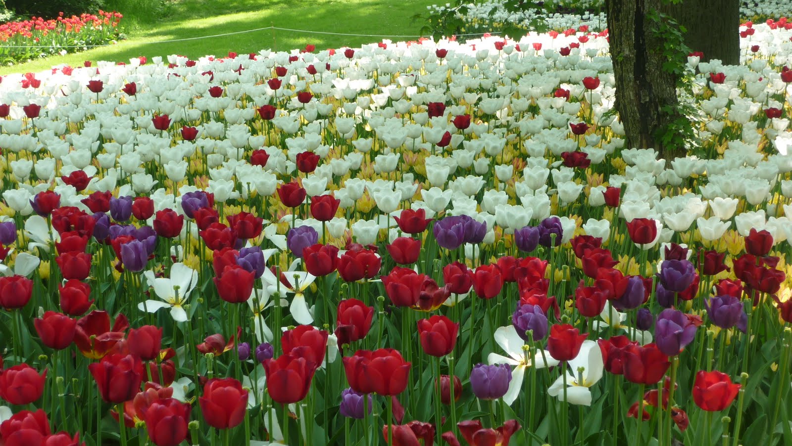 foto di il villaggio dei tulipani