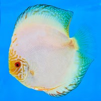 Tropical Discus Fish: Discus Fish - White Butterfly