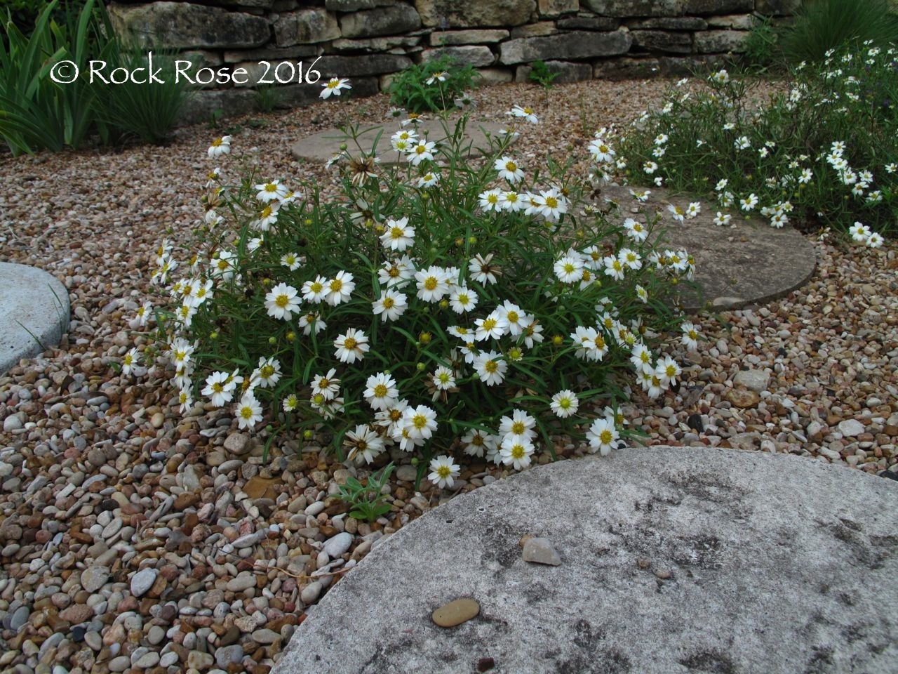 ROCK ROSE PLANTS THAT PLANT THEMSELVES