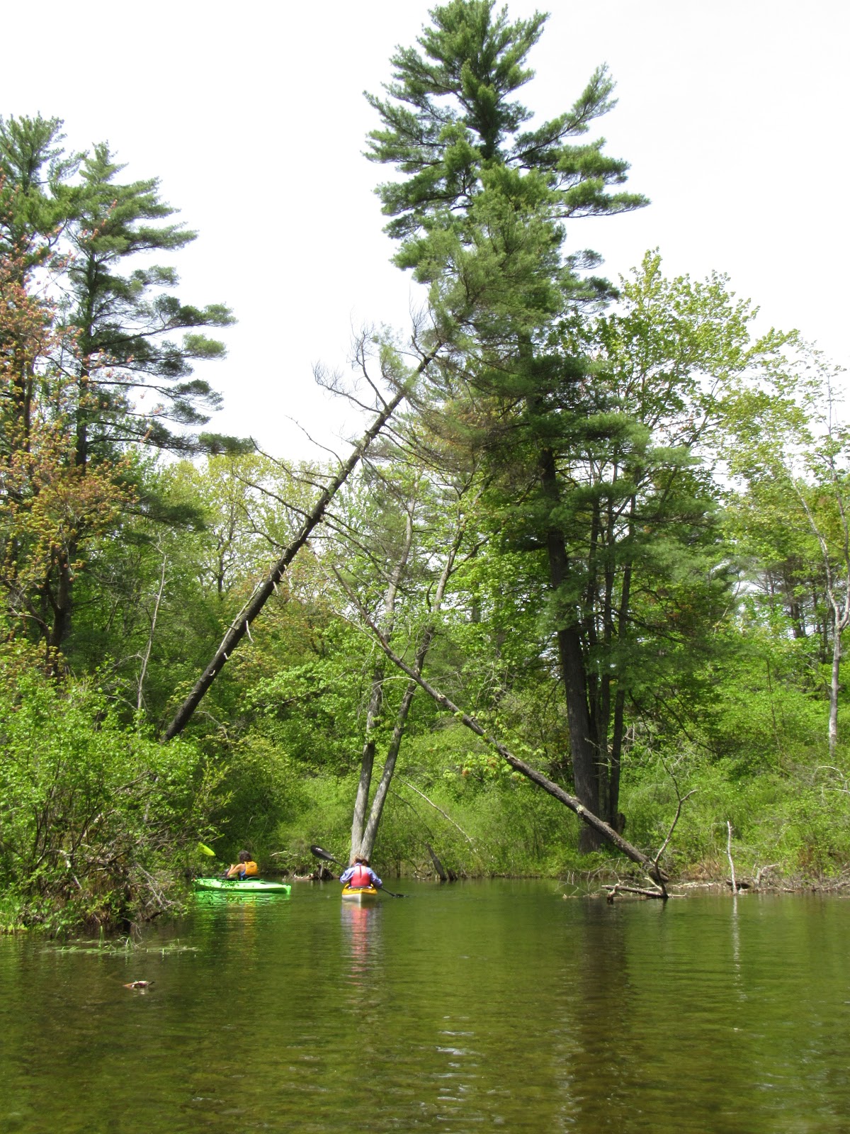 Recreational Kayaking in Maine Panther Run/Jordan Bay