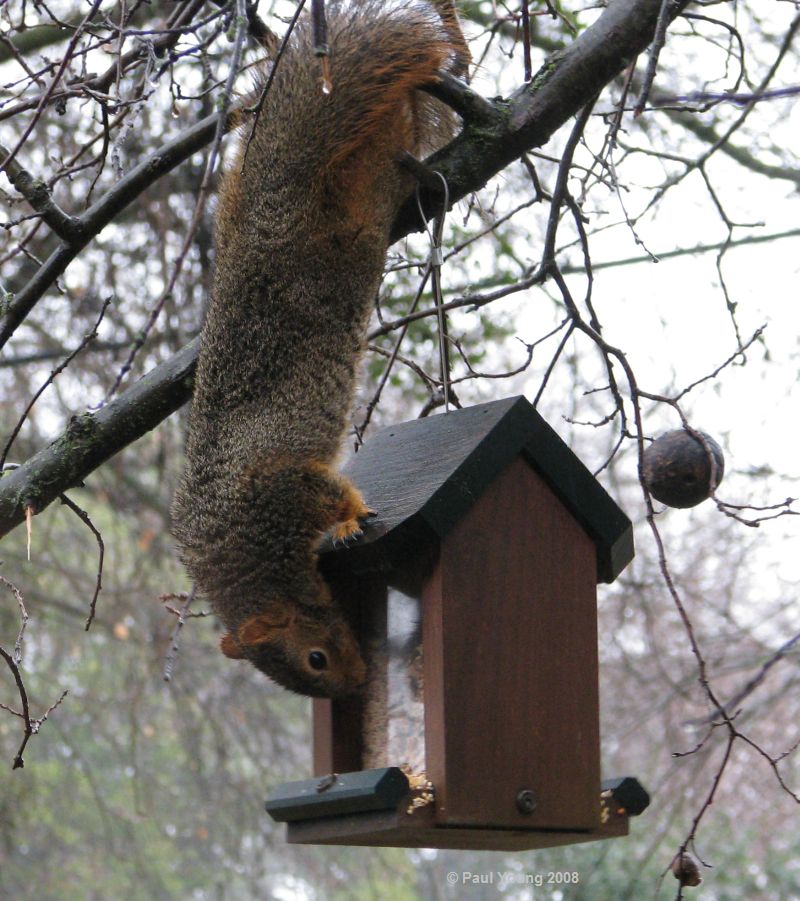 backyard critter watch Tree Squirrels