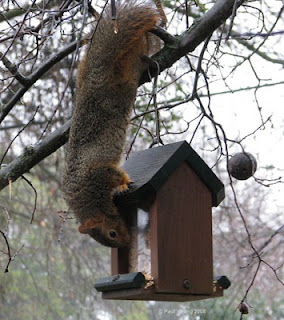 backyard critter watch: Tree Squirrels