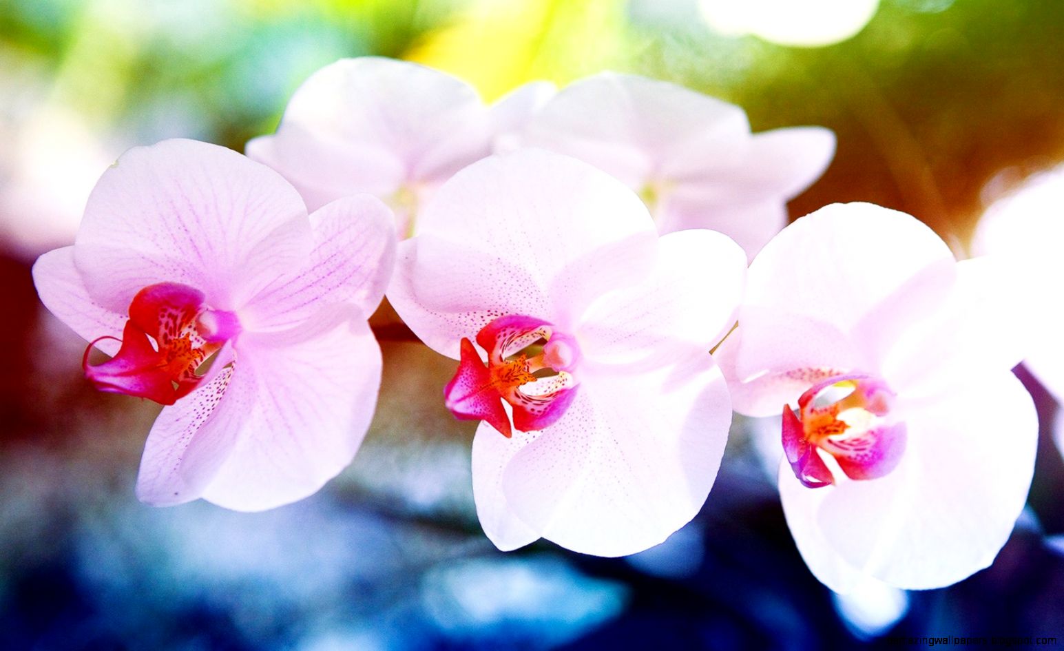 White Orchids   wallpaper